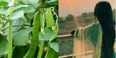 அவரையும் அவளும்!