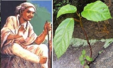 இரும்புப் பாரையும் கருங்கல் பாறையும்!