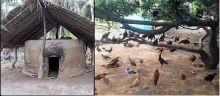 முருங்கை மரத்துக் கோழிகள்!