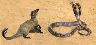 கீரியும் பாம்பும்!